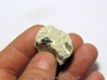 dent de requin primitif ORODUS sp. (3)