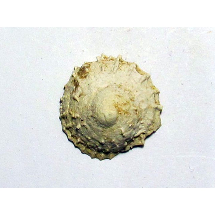 caleptrea sp.