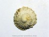 caleptrea sp.