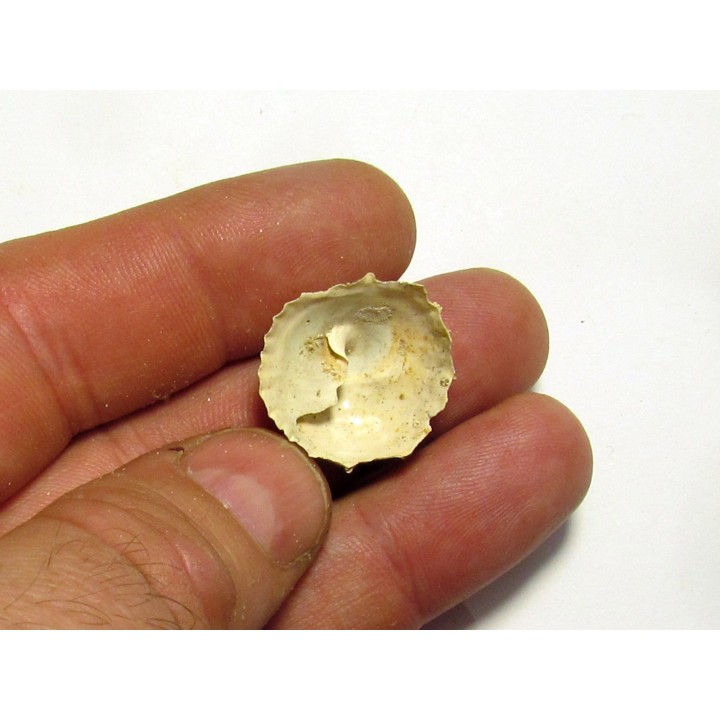 caleptrea sp.
