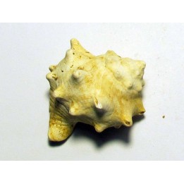 caleptrea sp.