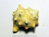melongena minax