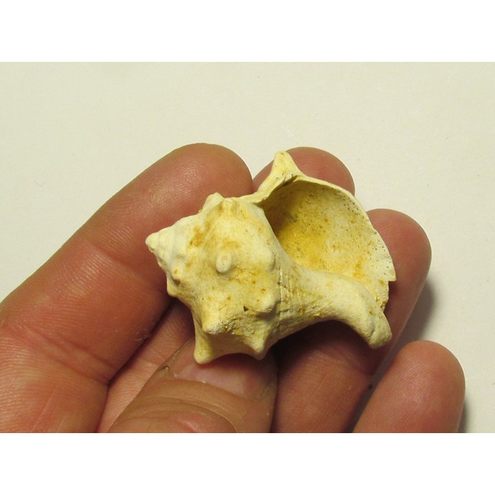 melongena minax