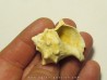 melongena minax