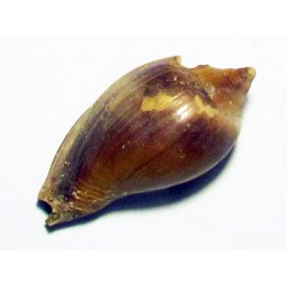 cryptochorda stromboides