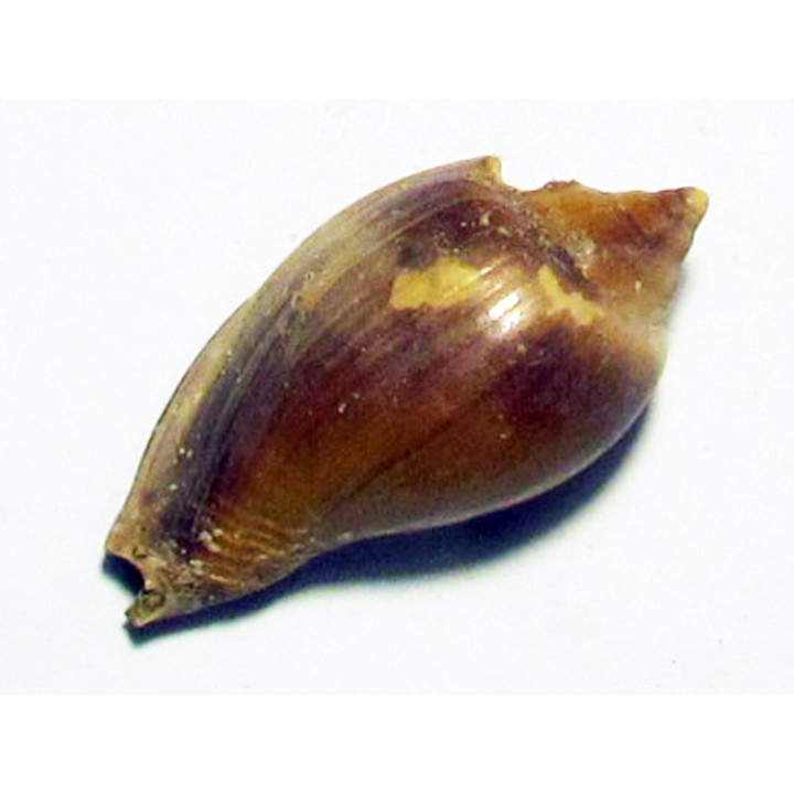 cryptochorda stromboides