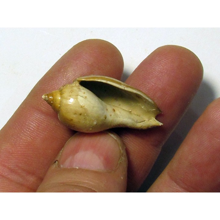 cryptochorda stromboides