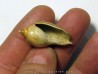 cryptochorda stromboides