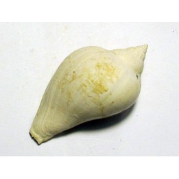 athleta bulbula