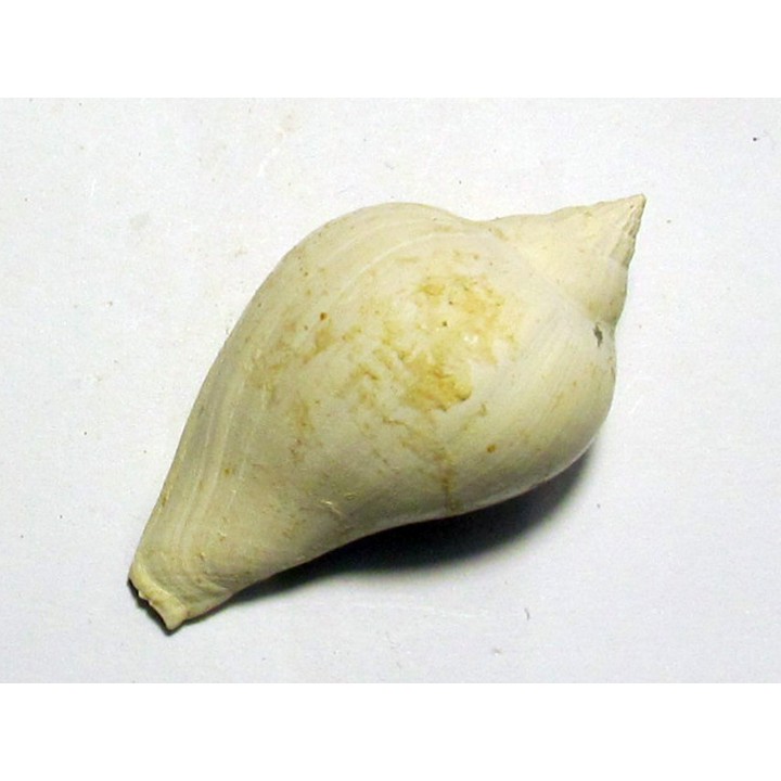 athleta bulbula