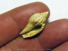 athleta elevata