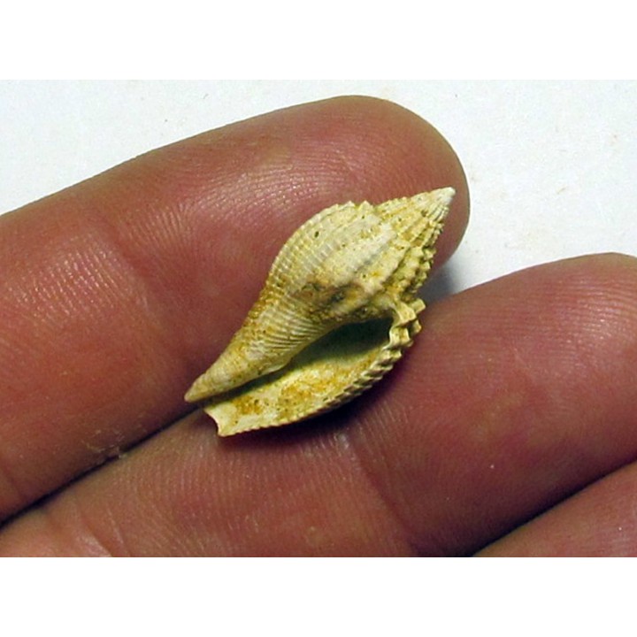 athleta elevata