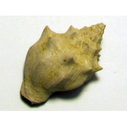voluta sp.