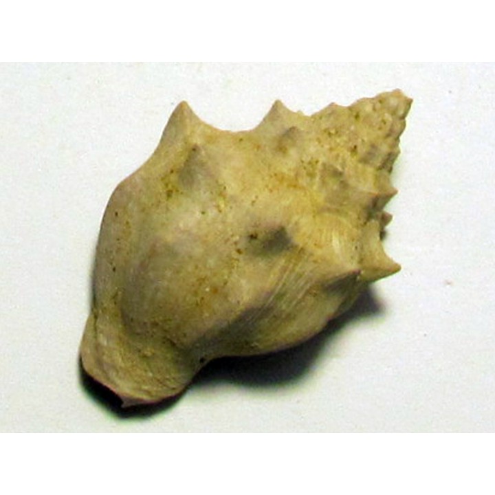 voluta sp.