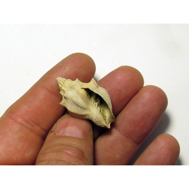 voluta sp.