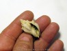 voluta sp.