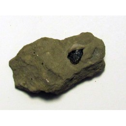 PETALORHYNCHUS sp.