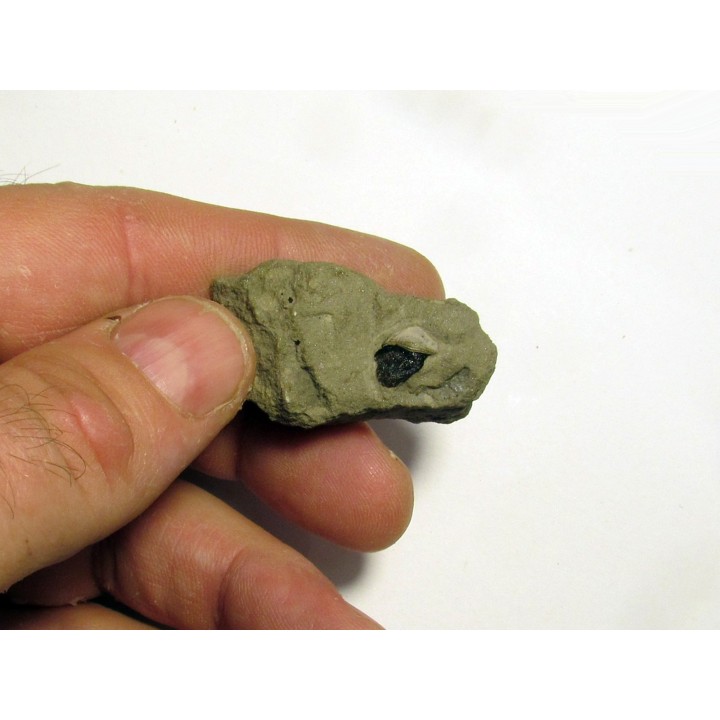 PETALORHYNCHUS sp.