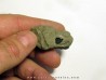 PETALORHYNCHUS sp.