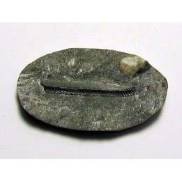 CHOMATODUS sp.