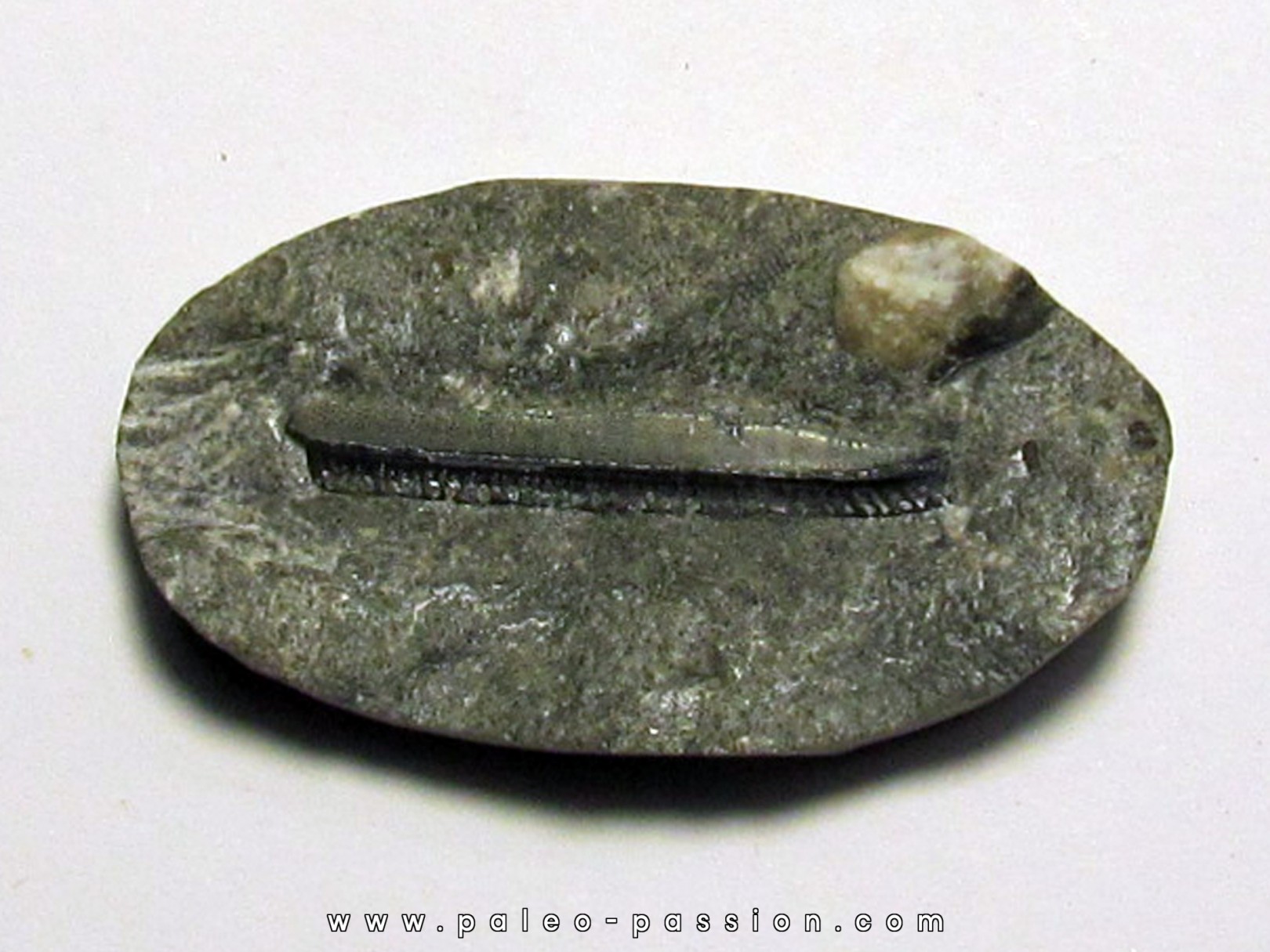 CTENOPETALUS sp.