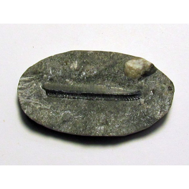CTENOPETALUS sp.