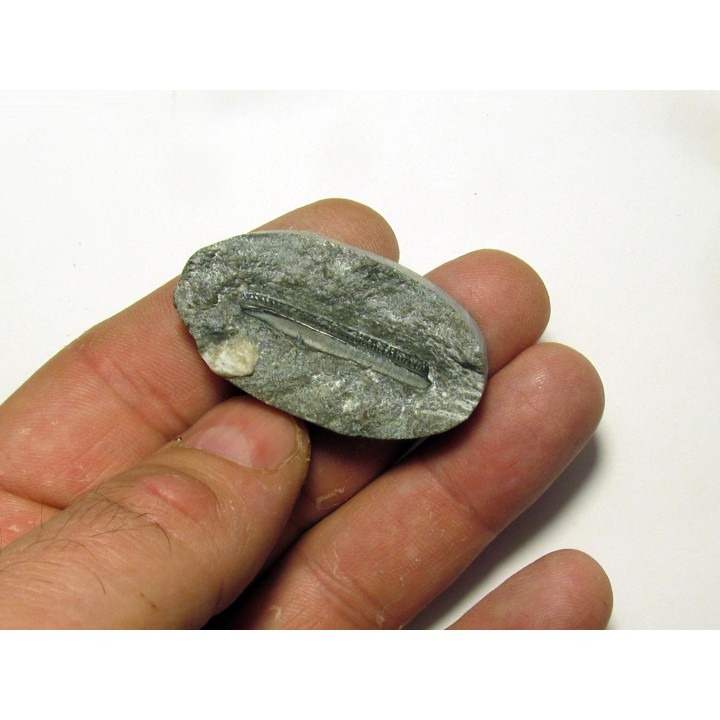 CTENOPETALUS sp.