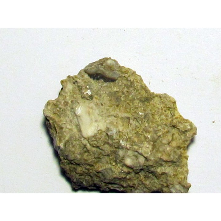 PETALORHYNCHUS DENTATUS 