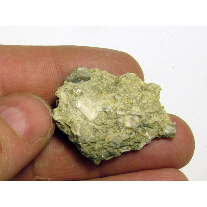 PETALORHYNCHUS DENTATUS 