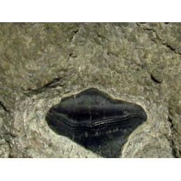 PETALODUS sp.
