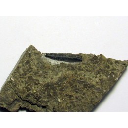 CHOMATODUS INSIGNIS
