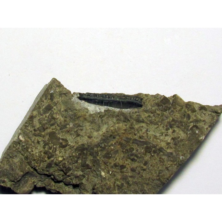CHOMATODUS INSIGNIS