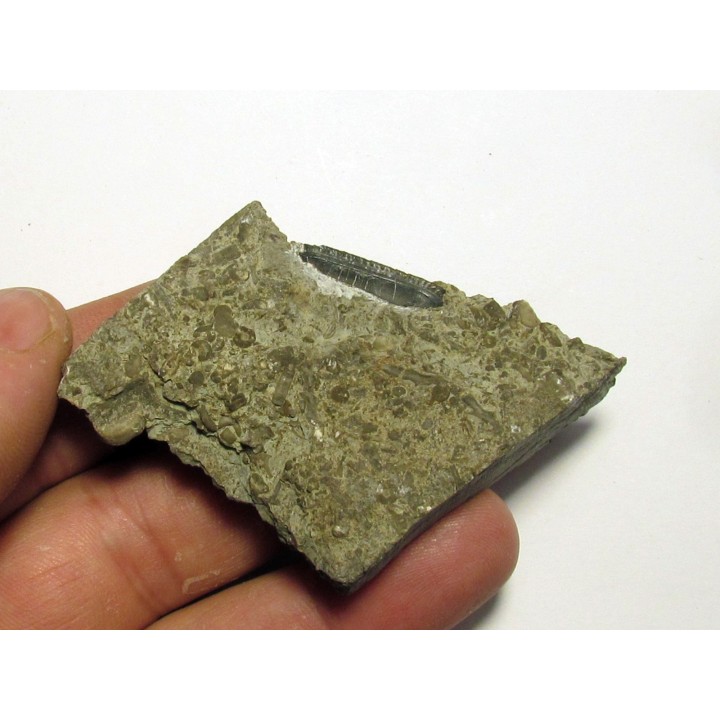 CHOMATODUS INSIGNIS