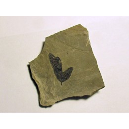 cardiospermum coloradensis (2)