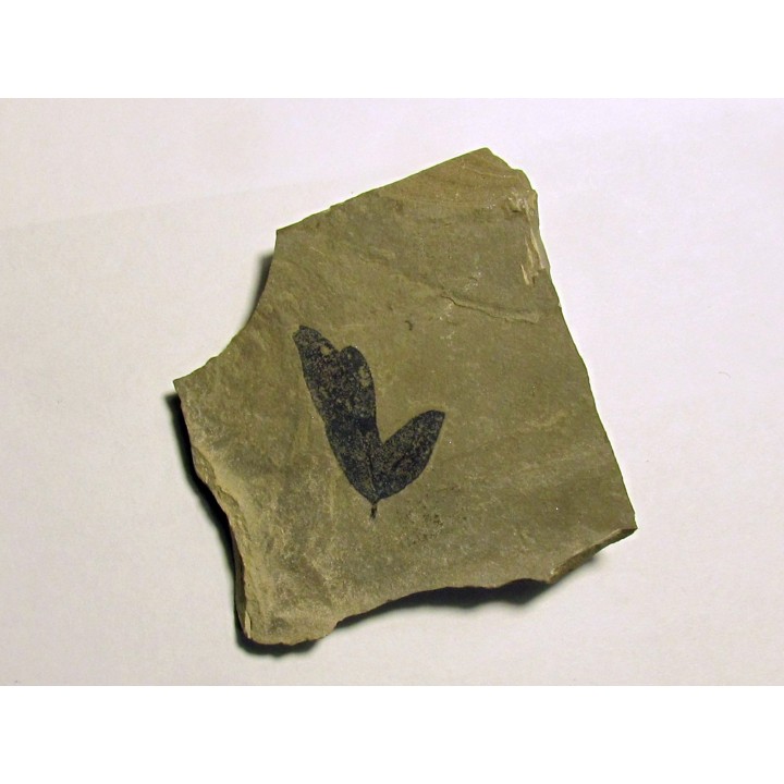cardiospermum coloradensis (2)