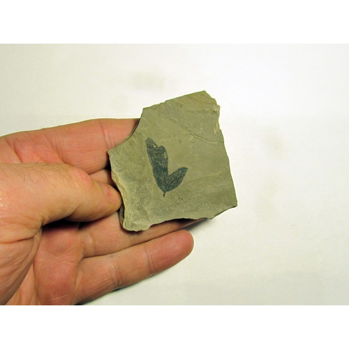 cardiospermum coloradensis (2)