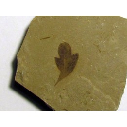 cardiospermum coloradensis (3)