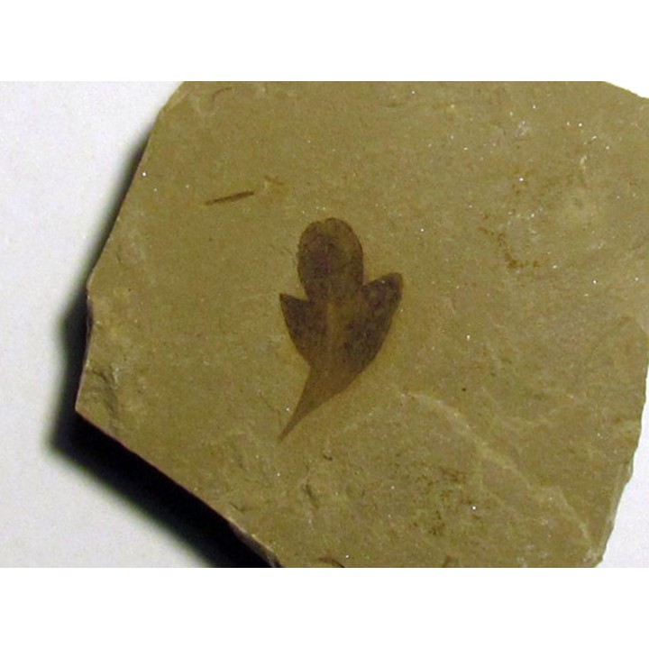 cardiospermum coloradensis (3)