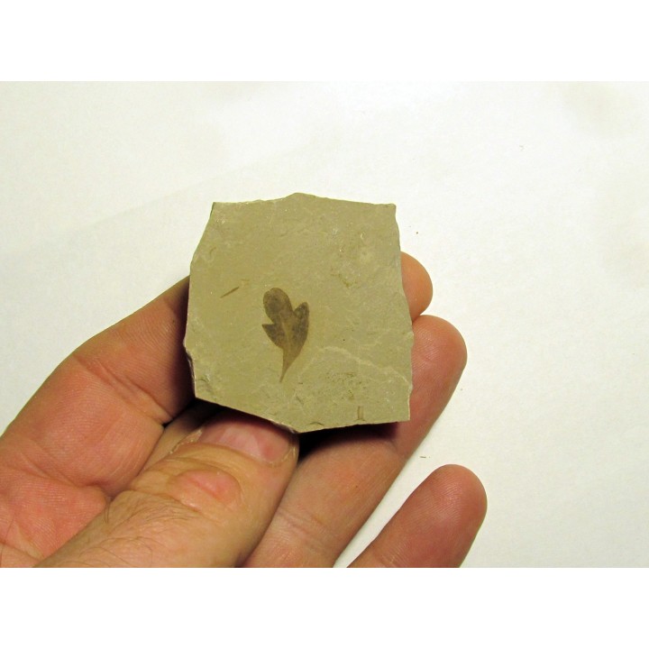 cardiospermum coloradensis (3)