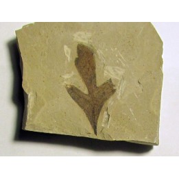 cardiospermum coloradensis (4)