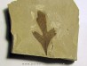 cardiospermum coloradensis (4)