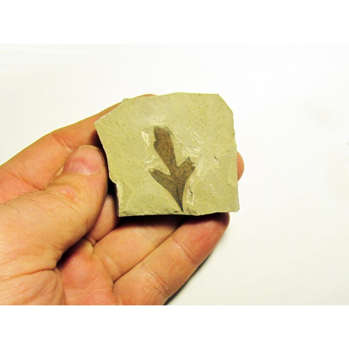 cardiospermum coloradensis (4)