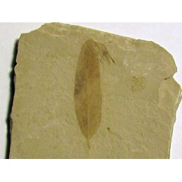 mimosites coloradensis (1)