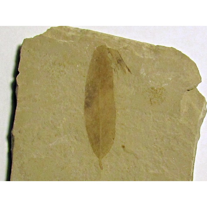 mimosites coloradensis (1)