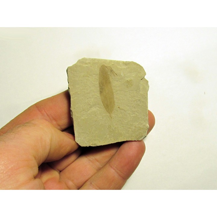 mimosites coloradensis (1)