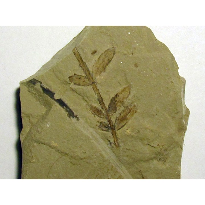 mimosites coloradensis (2)
