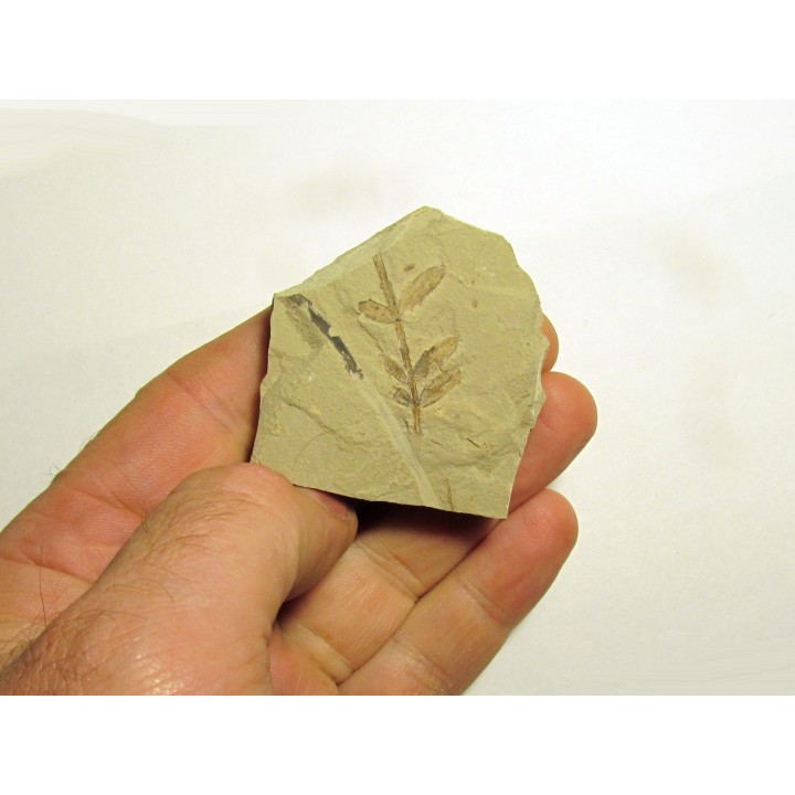 mimosites coloradensis (2)