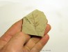 mimosites coloradensis (2)