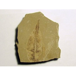 gymnocladus hesperia (1)
