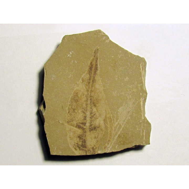 gymnocladus hesperia (1)